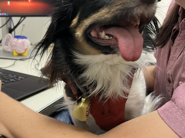 Wenwi in Peter's lap (her favorite spot)