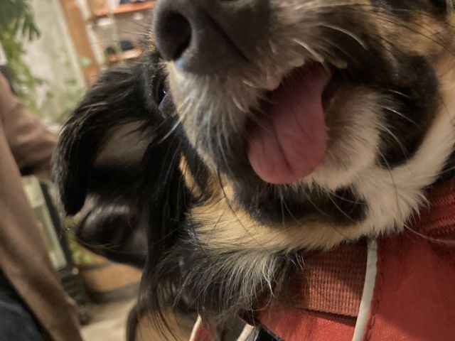 Close-up of wenwi with tongue out