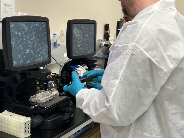 Pierre checks cells under microscope