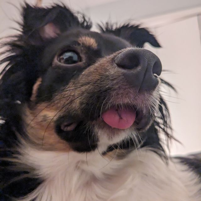 A close-up of Wenwi with her tongue out